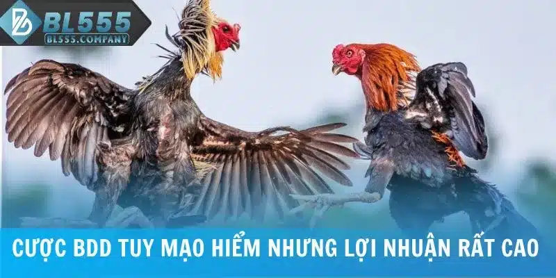 Cược BDD tuy mạo hiểm nhưng lợi nhuận rất cao