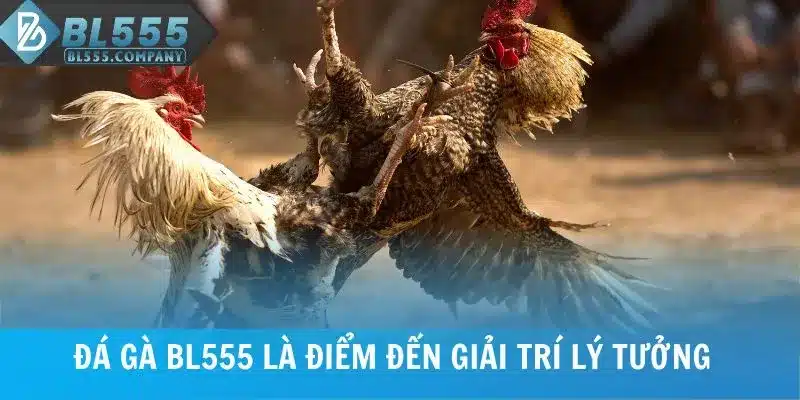 Đá gà BL555 là điểm đến giải trí lý tưởng 