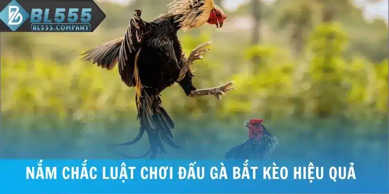 Nắm chắc luật chơi đá gà BL555 bắt kèo hiệu quả 