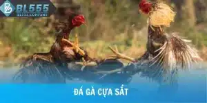 Cá Cược Đá Gà Cựa Sắt Với Tỷ Lệ Thưởng Hấp Dẫn Tại BL555