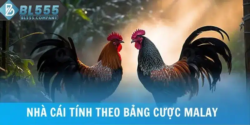 Nhà cái tính theo bảng cược đá gà cựa sắt Malay