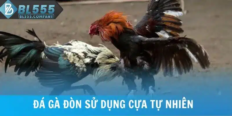Đá gà đòn sử dụng cựa tự nhiên